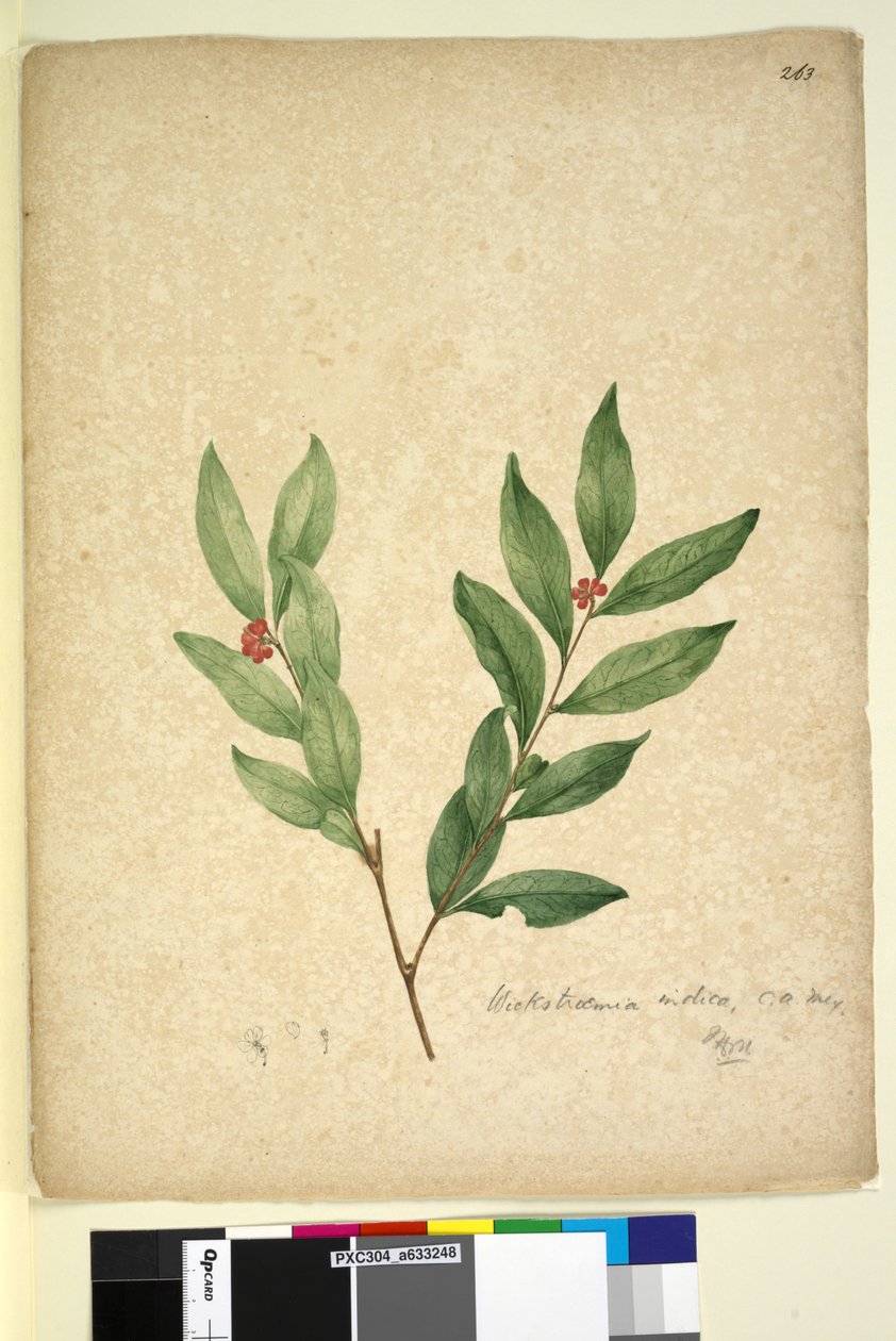 الصفحة 263. Wikstroemia indica ، c.1803-06 (مرحاض ، قلم حبر ، قلم رصاص) بواسطة جون وليام لوين