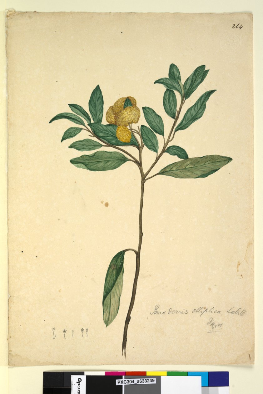 الصفحة 264. Pomaderris elliptica، c.1803-06 (مرحاض ، قلم حبر ، قلم رصاص) بواسطة جون وليام لوين