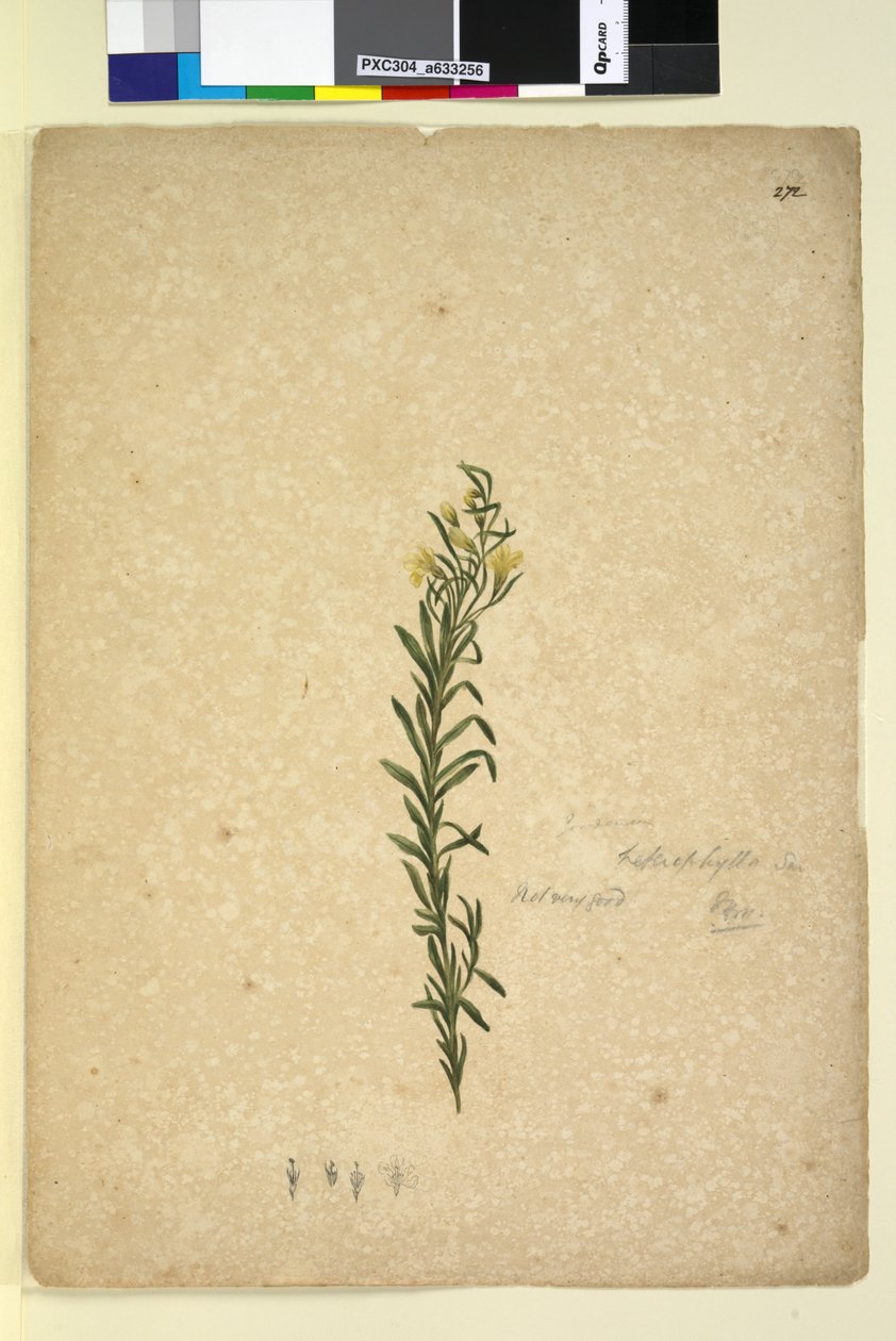 الصفحة 272. Goodenia heterophylla ، c.1803-06 (مرحاض ، قلم حبر وقلم رصاص) بواسطة جون وليام لوين