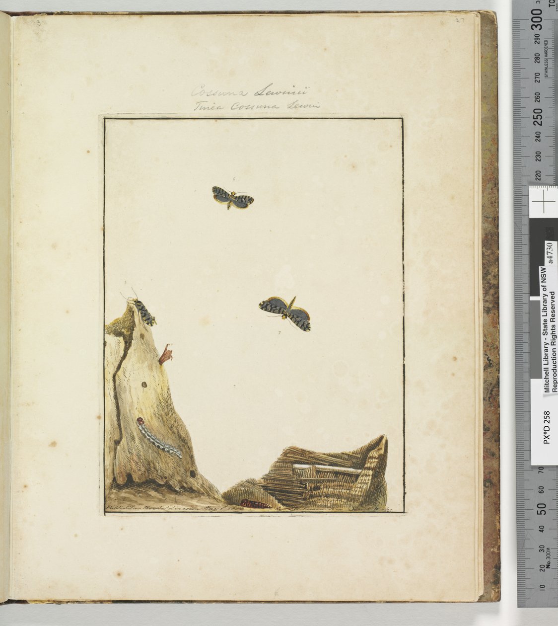 الصفحة 27. اللوحة 7 Cossuna Lewinii Tinea Cossuna Lewin ، 1803-04 (مطبوعات النقش الملونة) بواسطة جون وليام لوين