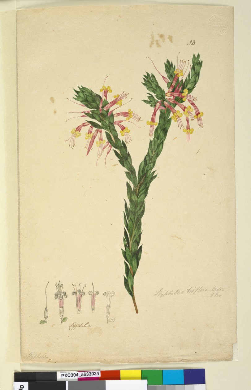 الصفحة 33. Styphelia triflora، c.1803-06 (مرحاض ، قلم حبر ، قلم رصاص) بواسطة جون وليام لوين