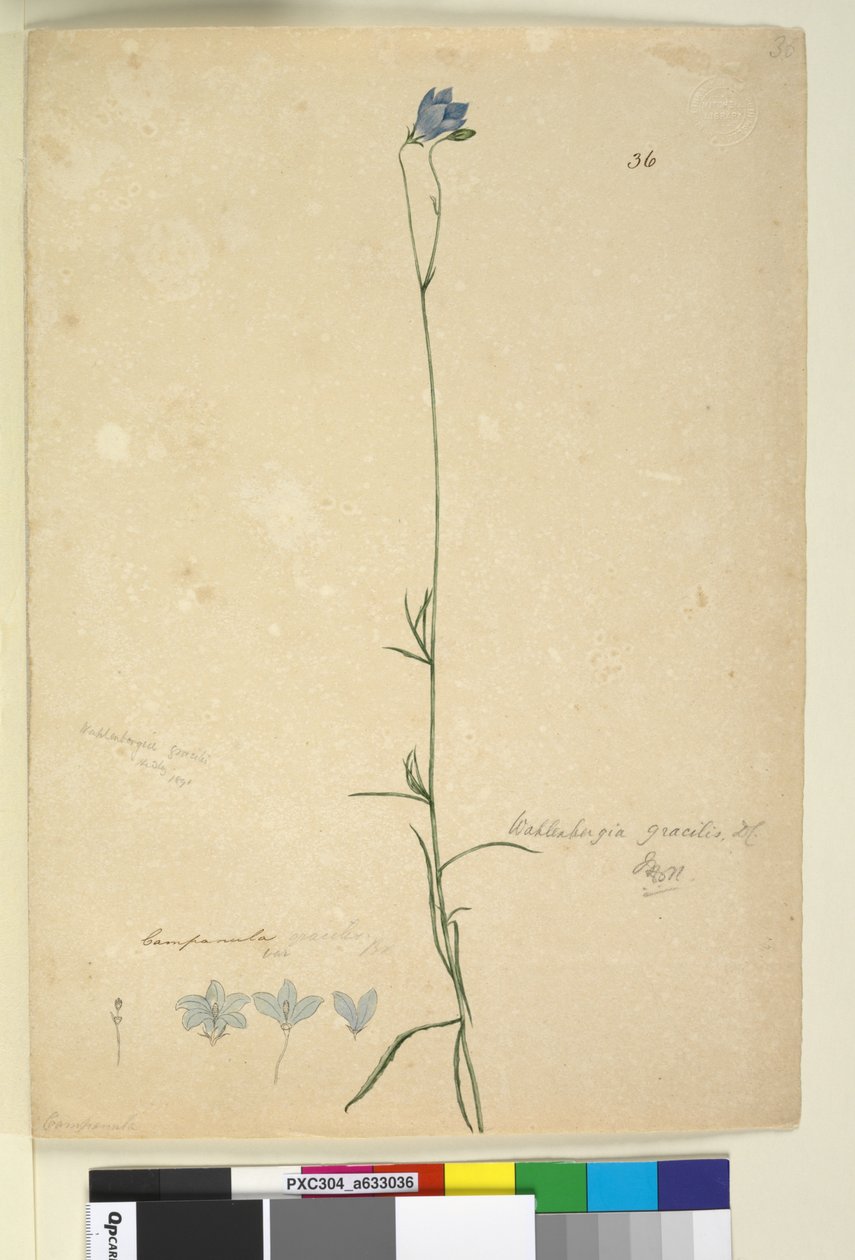 الصفحة 36. Wahlenbergia gracilis، c.1803-06 (مرحاض ، قلم حبر ، قلم رصاص) بواسطة جون وليام لوين