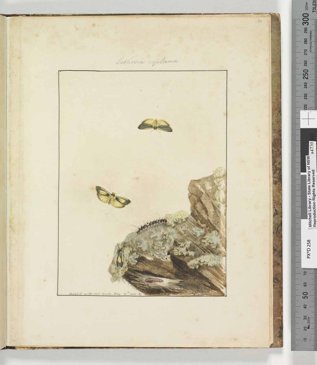 الصفحة 39. اللوحة 10 Lithosa Replana، 1803-04 (مطبوعات حفر يدوية) بواسطة جون وليام لوين