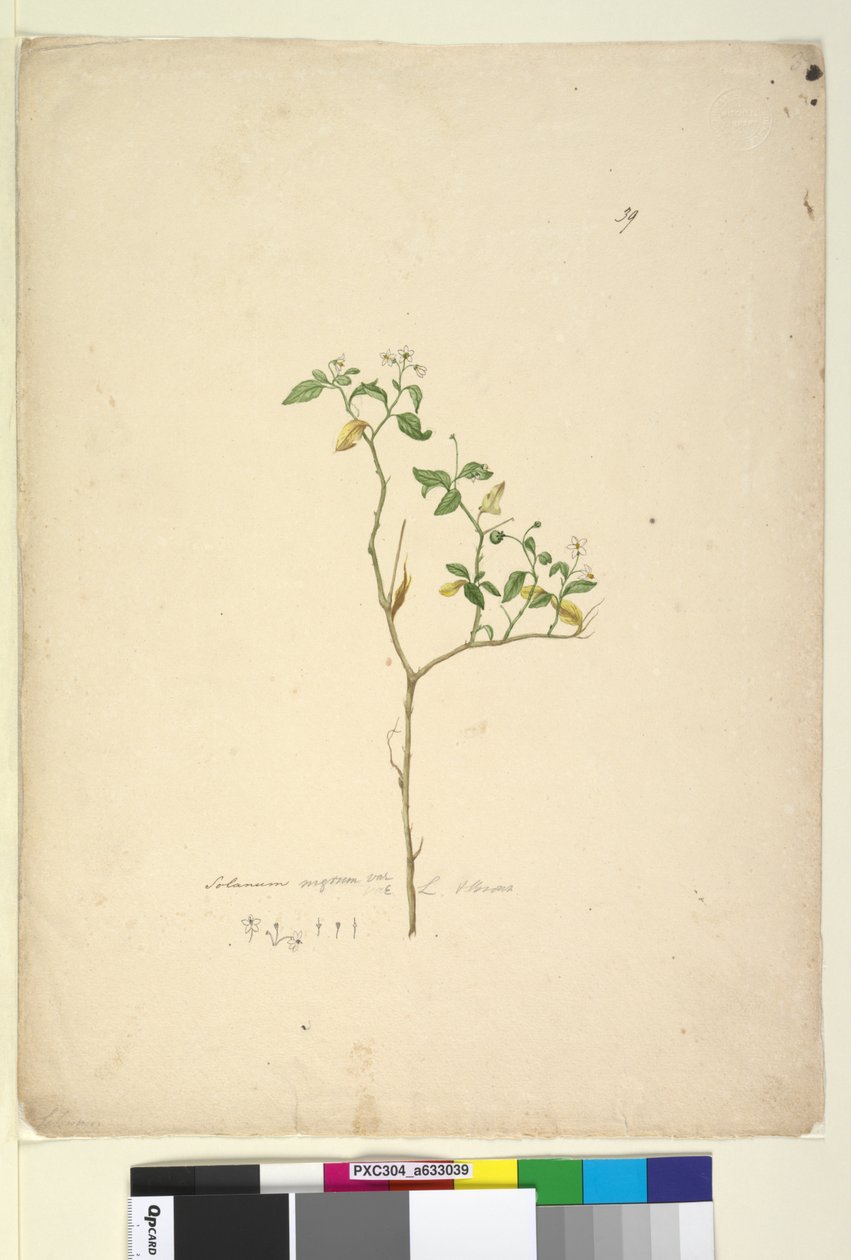 الصفحة 39. Solanum nigrum ، c.1803-06 (مرحاض ، قلم حبر ، قلم رصاص) بواسطة جون وليام لوين