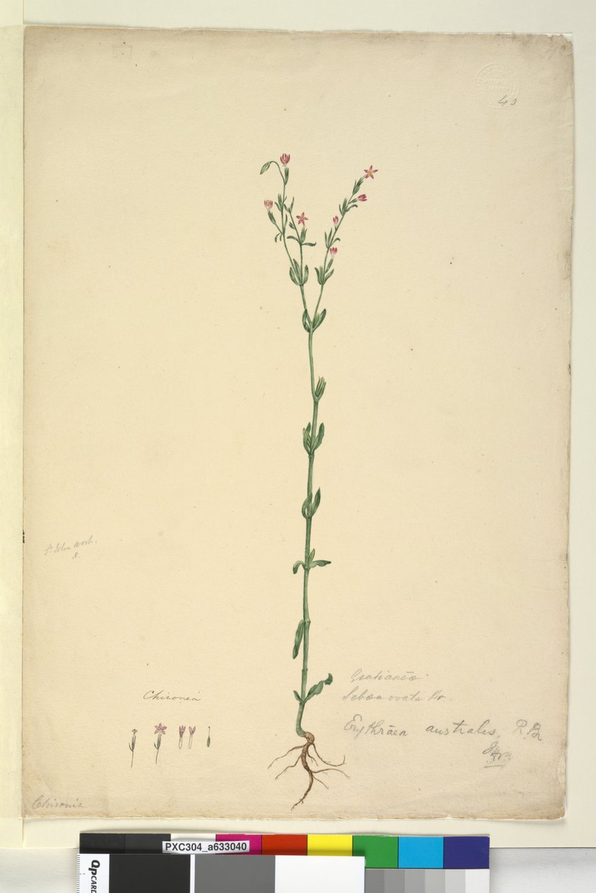 الصفحة 40. Erythraea australis، c.1803-06 (مرحاض ، قلم حبر ، قلم رصاص) بواسطة جون وليام لوين