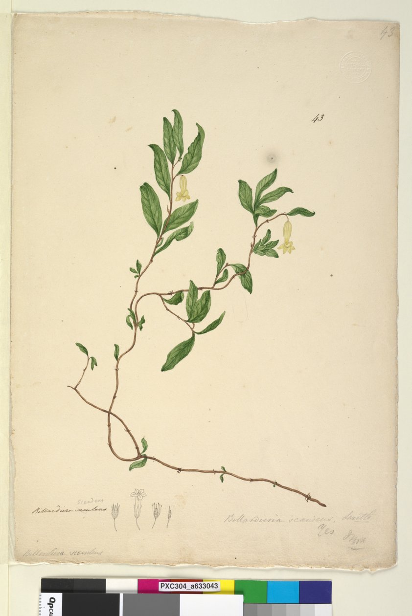 صفحة 43. Billardiera scandens ، c.1803-06 (مرحاض ، قلم حبر ، قلم رصاص) بواسطة جون وليام لوين