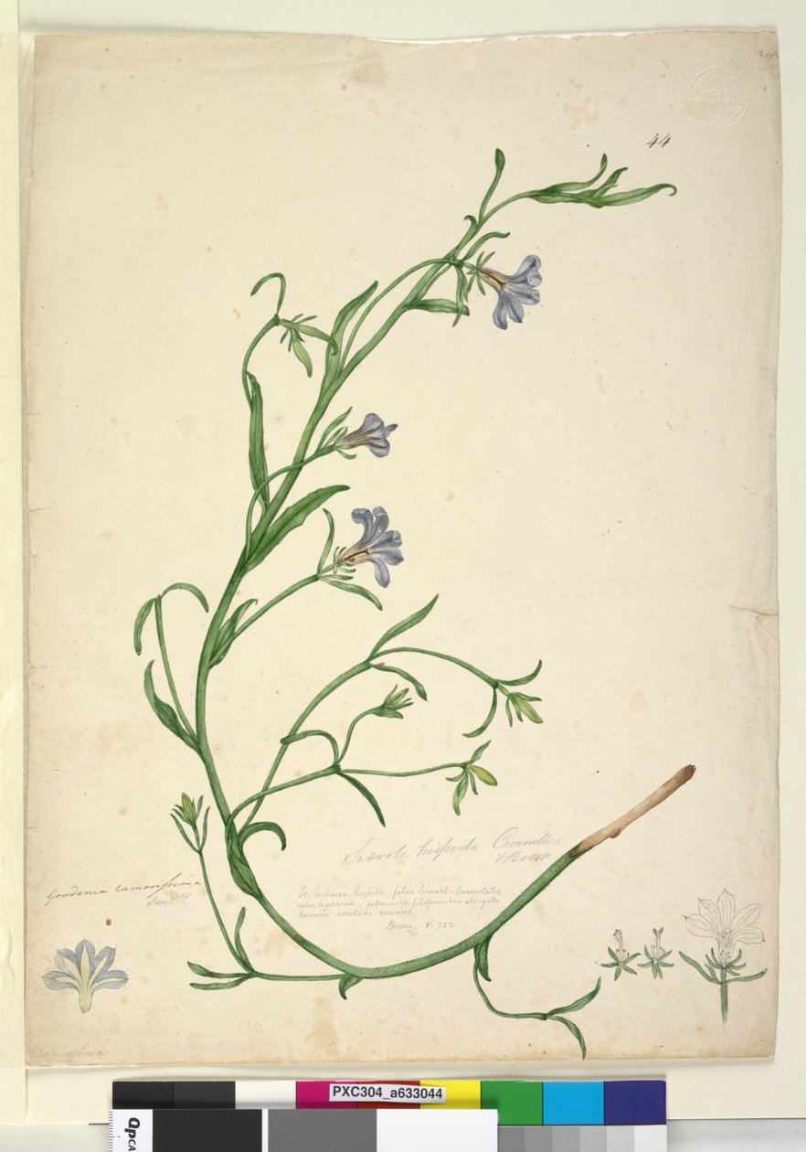 الصفحة 44. Goodenia ramosissima ، c.1803-06 (مرحاض ، قلم حبر ، قلم رصاص) بواسطة جون وليام لوين