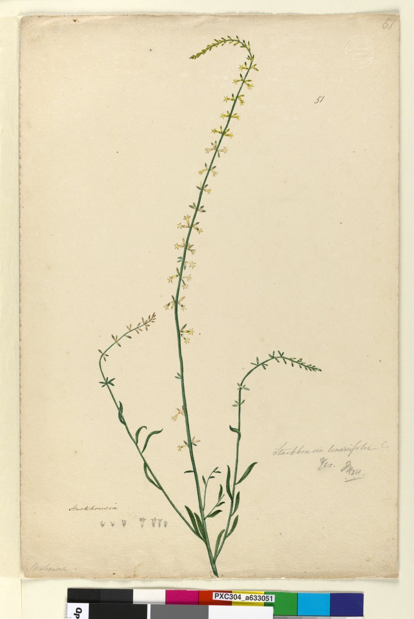 الصفحة 51. Stackhousia ، c.1803-06 (مرحاض ، قلم حبر وقلم رصاص) بواسطة جون وليام لوين
