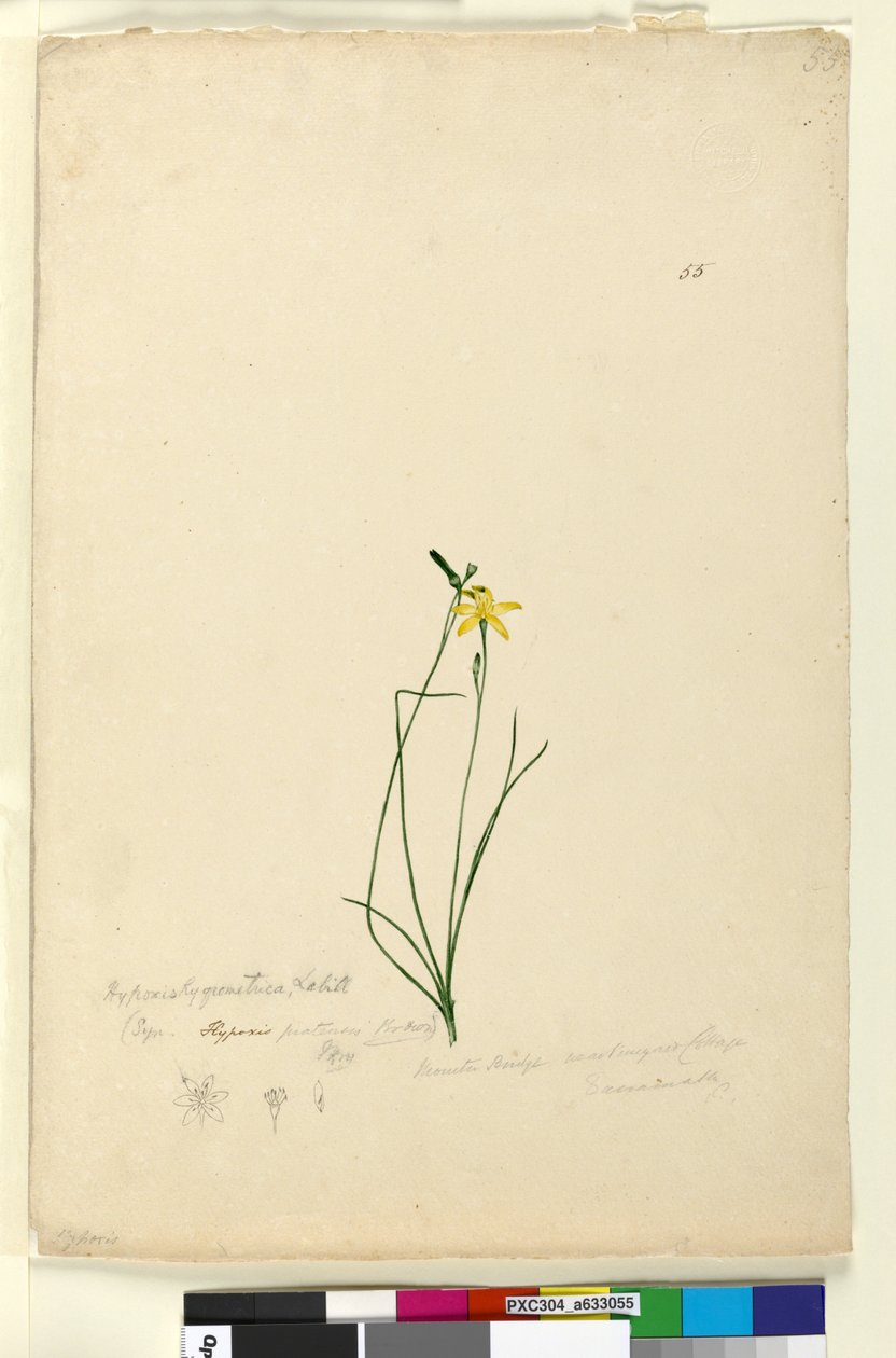 الصفحة 55. Hypoxis hygrometrica ، c.1803-06 (مرحاض ، قلم حبر ، قلم رصاص) بواسطة جون وليام لوين