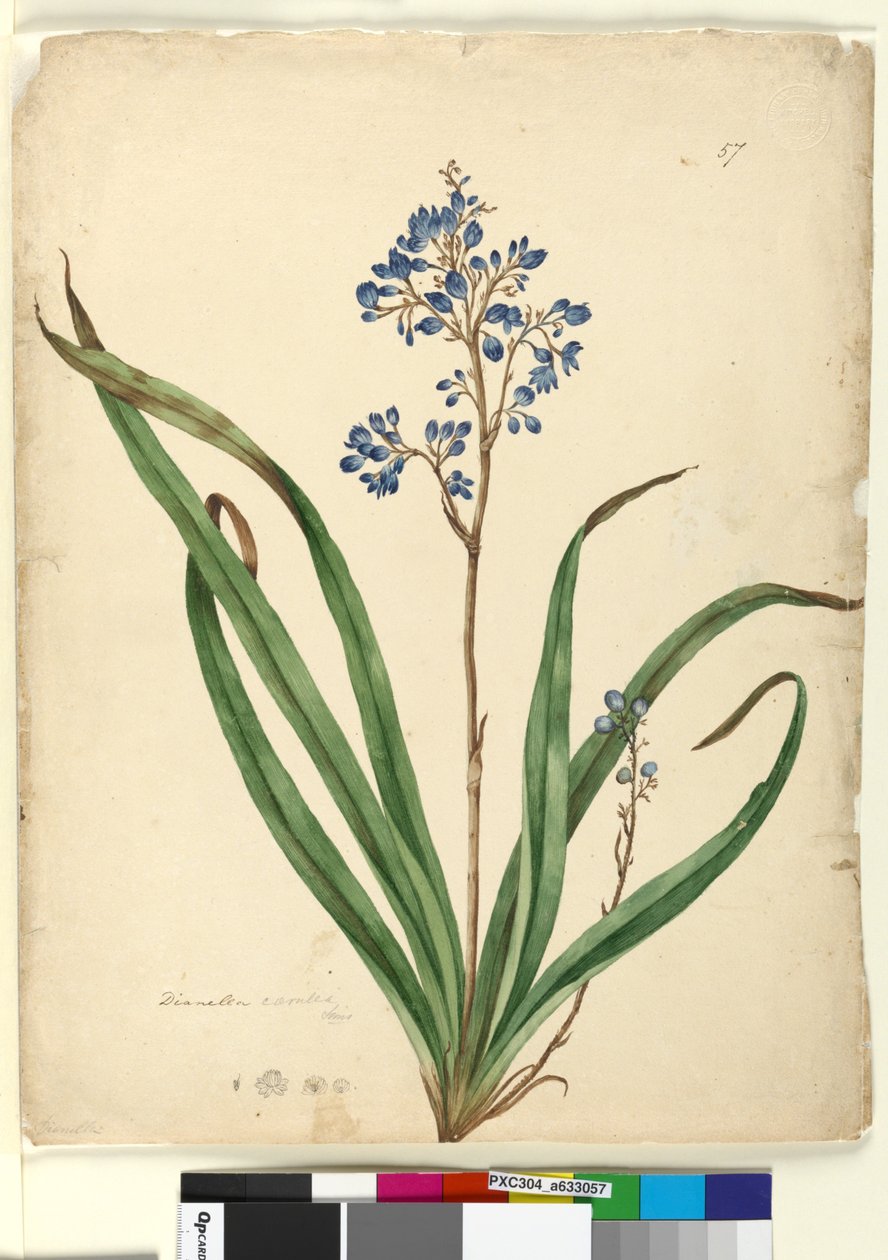 الصفحة 57. Dianella caerulea، c.1803-06 (مرحاض ، قلم حبر ، قلم رصاص) بواسطة جون وليام لوين