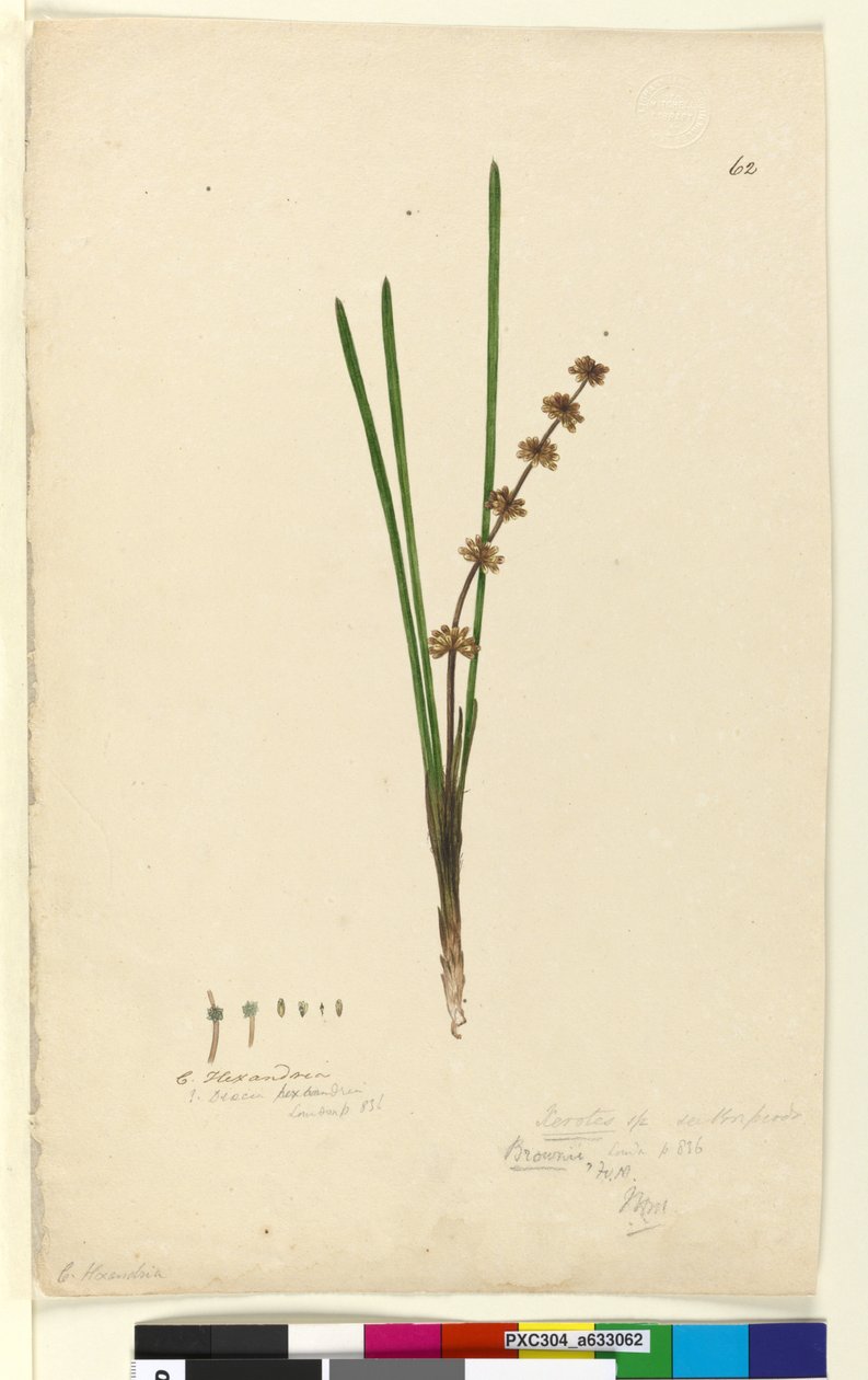 الصفحة 62. Xerotes Lomandra multiflora، c.1803-06 (مرحاض ، قلم حبر ، قلم رصاص) بواسطة جون وليام لوين