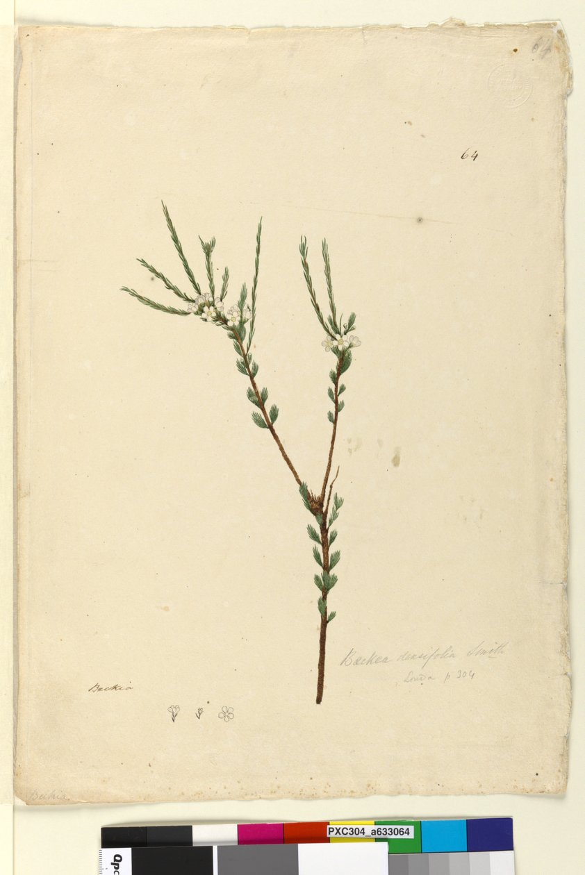 الصفحة 64. Baeckea densifolia ، c.1803-06 (مرحاض ، قلم حبر ، قلم رصاص) بواسطة جون وليام لوين