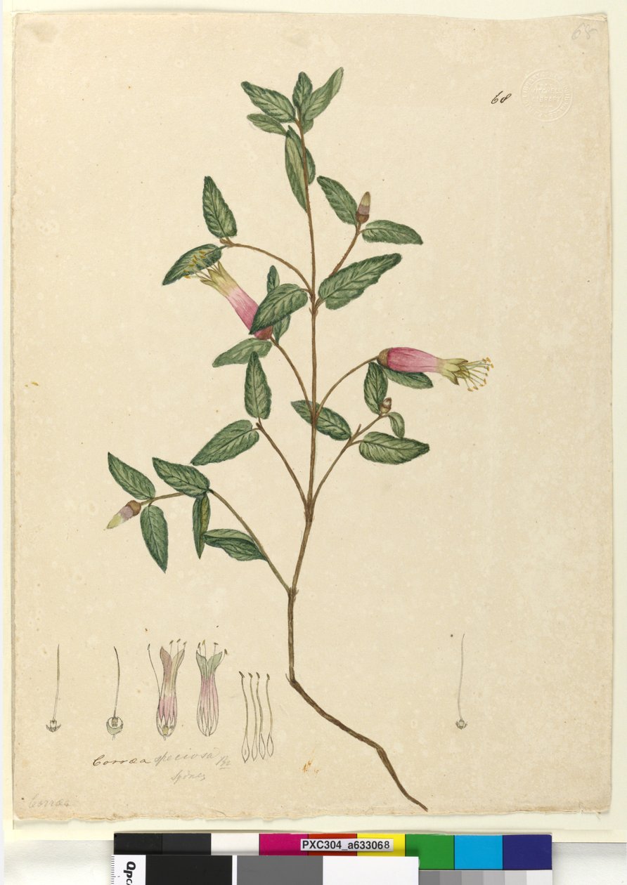 الصفحة 68. Correa speciosa، c.1803-06 (مرحاض ، قلم حبر ، قلم رصاص) بواسطة جون وليام لوين
