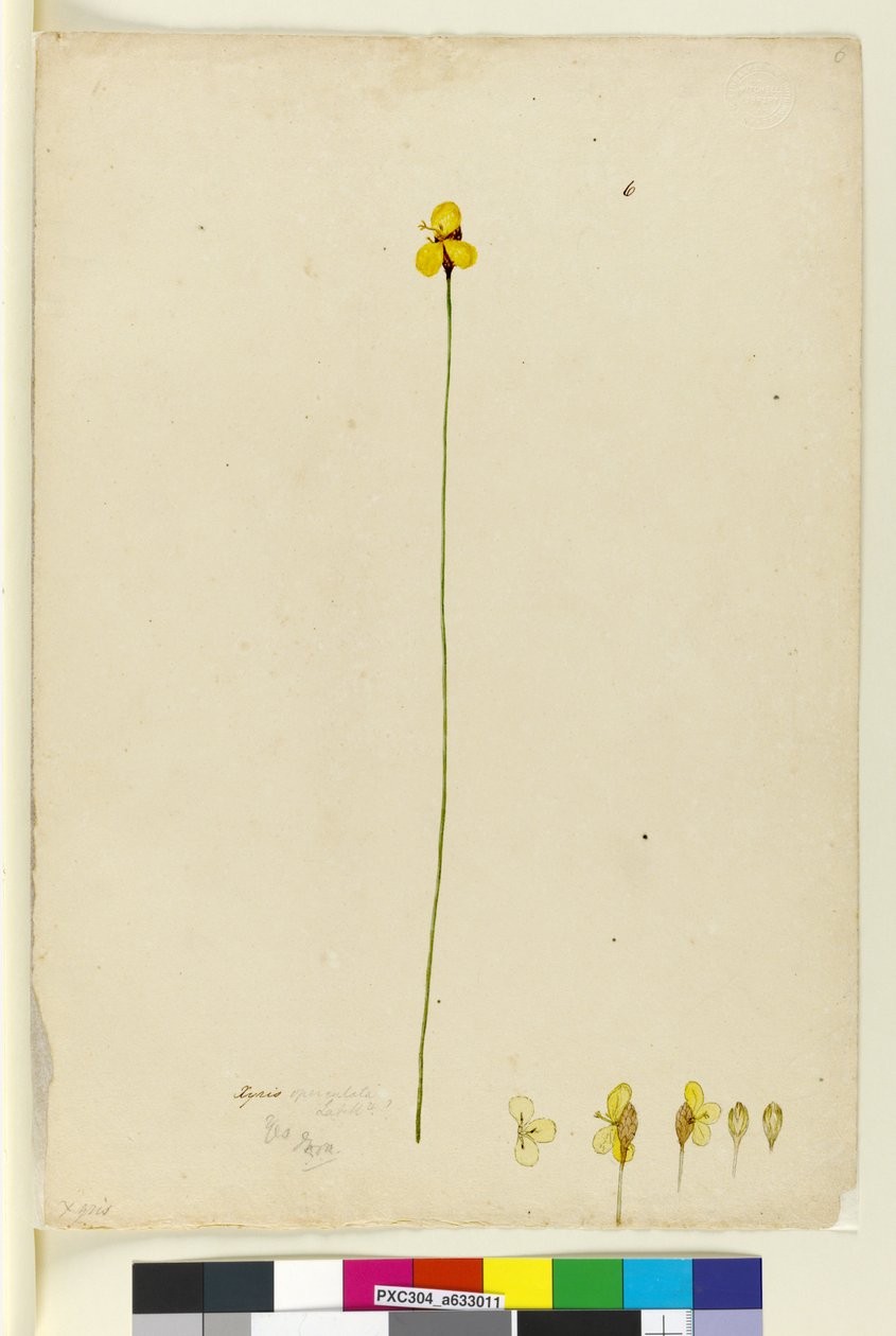 الصفحة 6. Xyris operculata ، c.1803-06 (مرحاض ، قلم حبر ، قلم رصاص) بواسطة جون وليام لوين