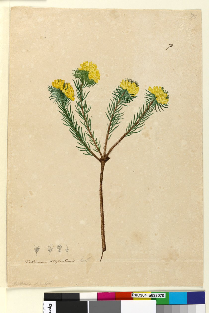 الصفحة 70. Pultenaea requularis ، c.1803-06 (مرحاض ، قلم حبر ، قلم رصاص) بواسطة جون وليام لوين
