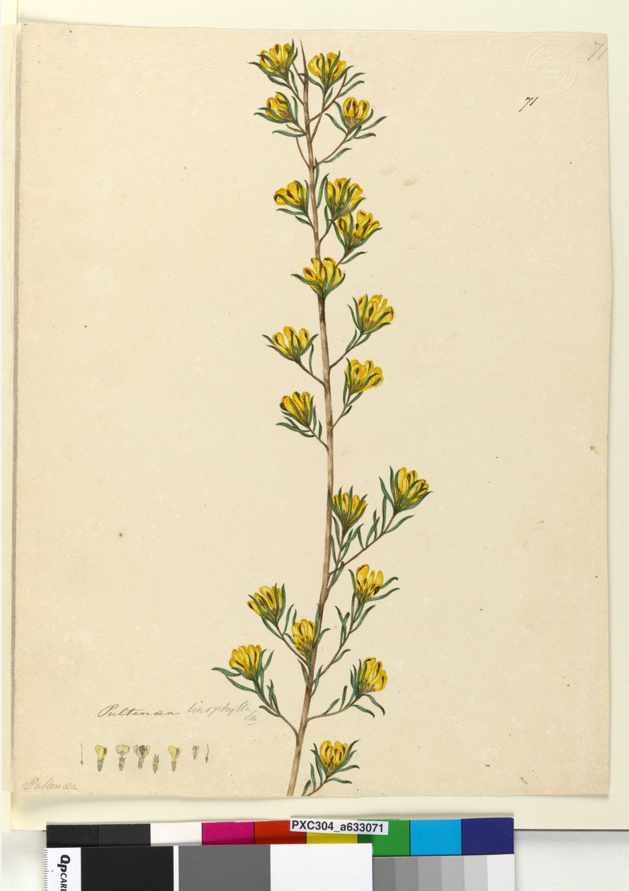 الصفحة 71. Pultenaea linophylla ، c.1803-06 (مرحاض ، قلم حبر ، قلم رصاص) بواسطة جون وليام لوين