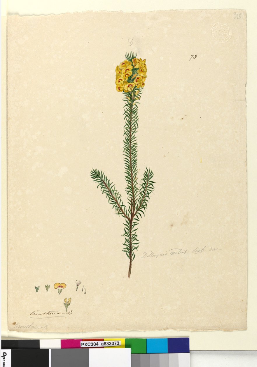 صفحة 73. Dillwynia rubis؟، c.1803-06 (مرحاض ، قلم حبر ، قلم رصاص) بواسطة جون وليام لوين