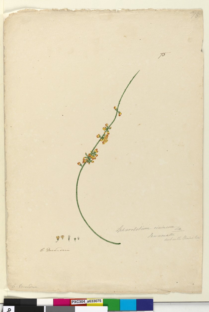 الصفحة 75. Sphaerolobium vimineum ، c.1803-06 (مرحاض ، قلم حبر وقلم رصاص) بواسطة جون وليام لوين