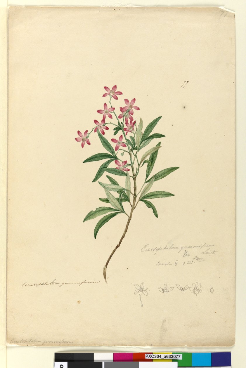 صفحة 77. Ceratopetalum gummiferum، c.1803-06 (مرحاض وقلم وحبر وقلم رصاص) بواسطة جون وليام لوين