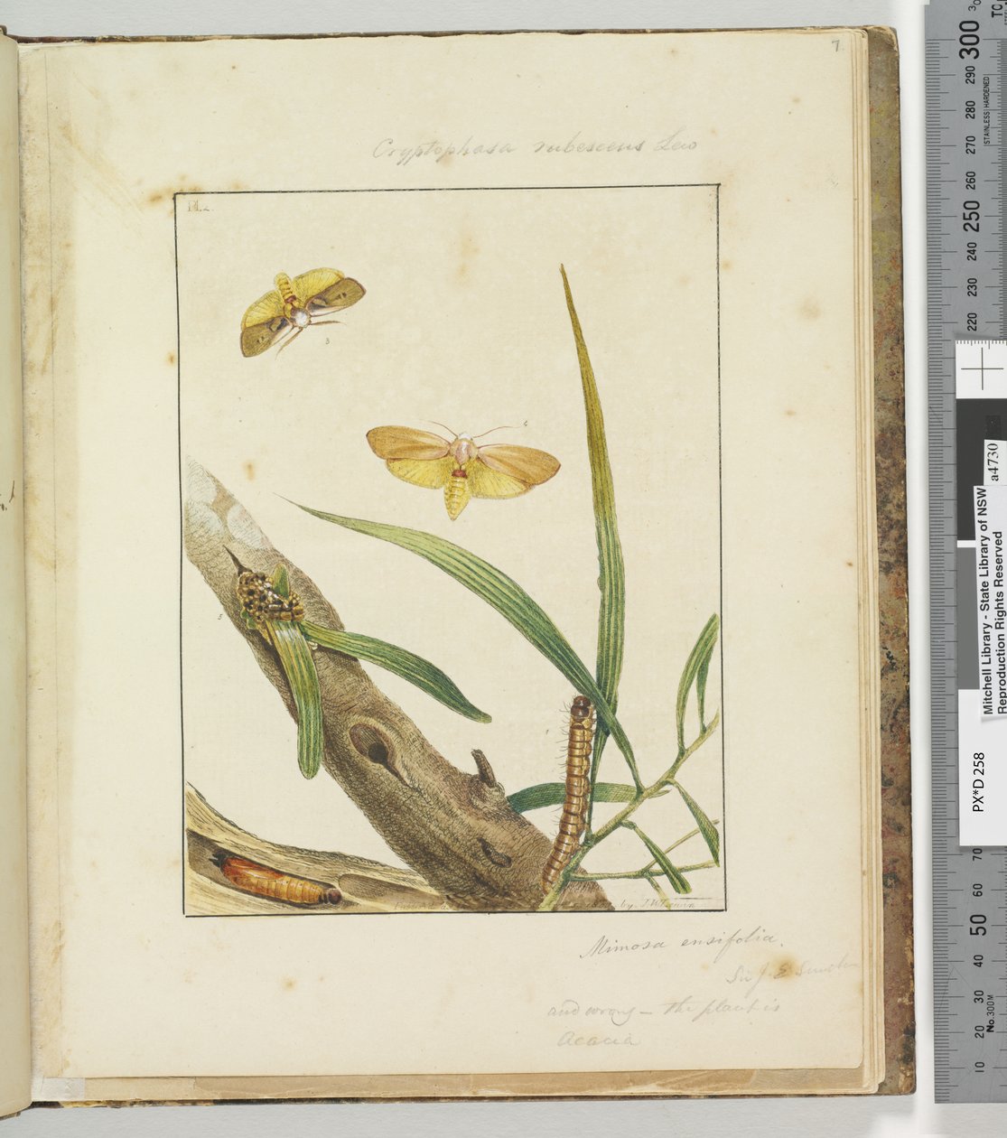 الصفحة 7. Pl.2 Cryptophasa Rebescens Lew، 1803-04 (مطبوعات النقش الملونة) بواسطة جون وليام لوين
