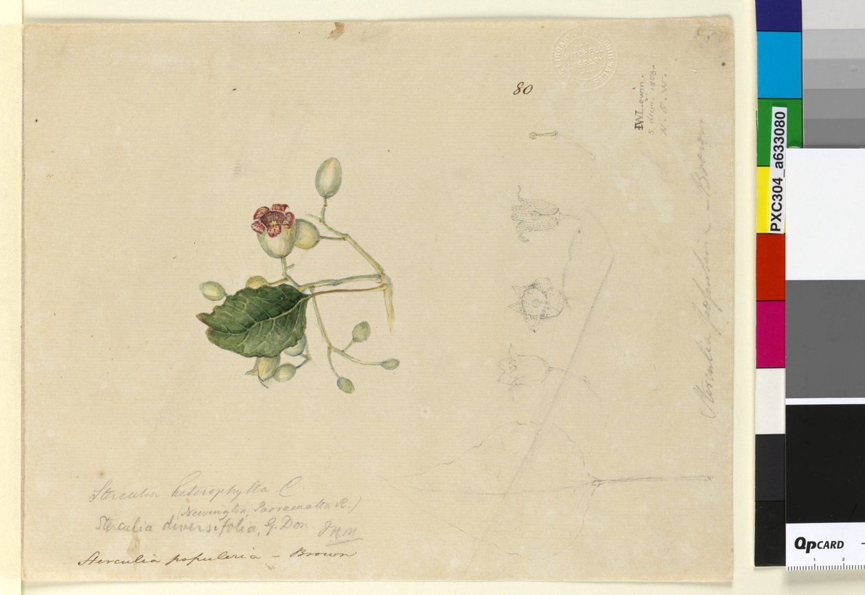 الصفحة 80. Sterculiaiversifolia ، c.1803-06 (مرحاض ، قلم حبر ، قلم رصاص) بواسطة جون وليام لوين