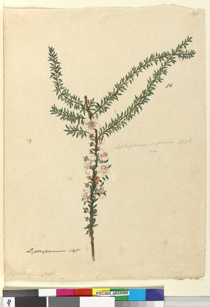 صفحة 86. Leptospermum scoparium ، c.1803-06 (مرحاض وقلم وحبر وقلم رصاص) بواسطة جون وليام لوين