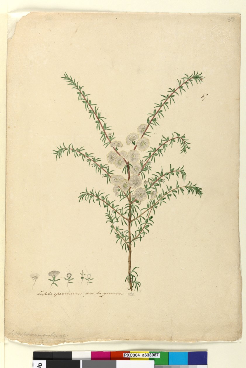 الصفحة 87. Leptospermum ambiguum ، c.1803-06 (مرحاض ، قلم حبر ، قلم رصاص) بواسطة جون وليام لوين