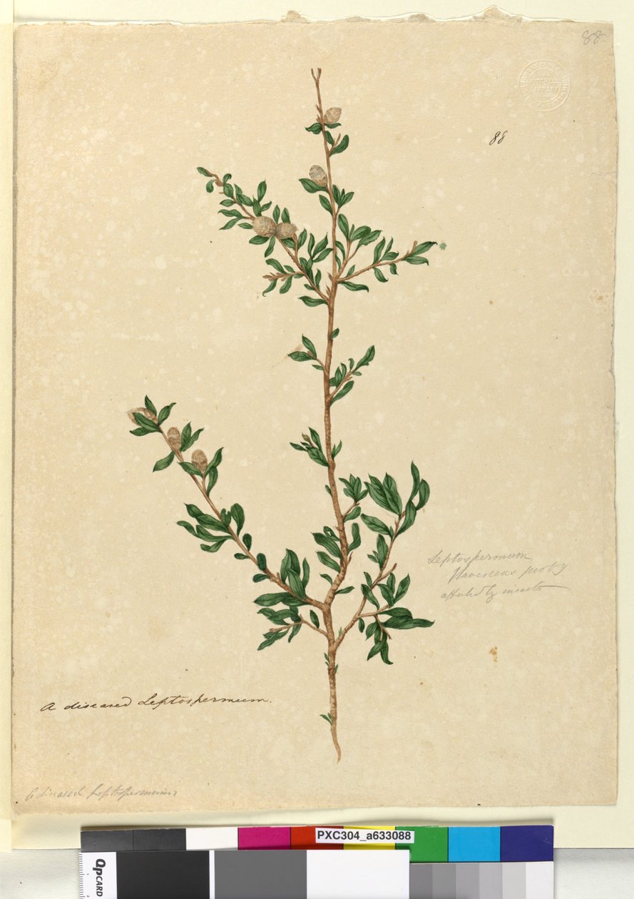 الصفحة 88. Leptospermum flavescens، c.1803-06 (مرحاض ، قلم حبر ، قلم رصاص) بواسطة جون وليام لوين