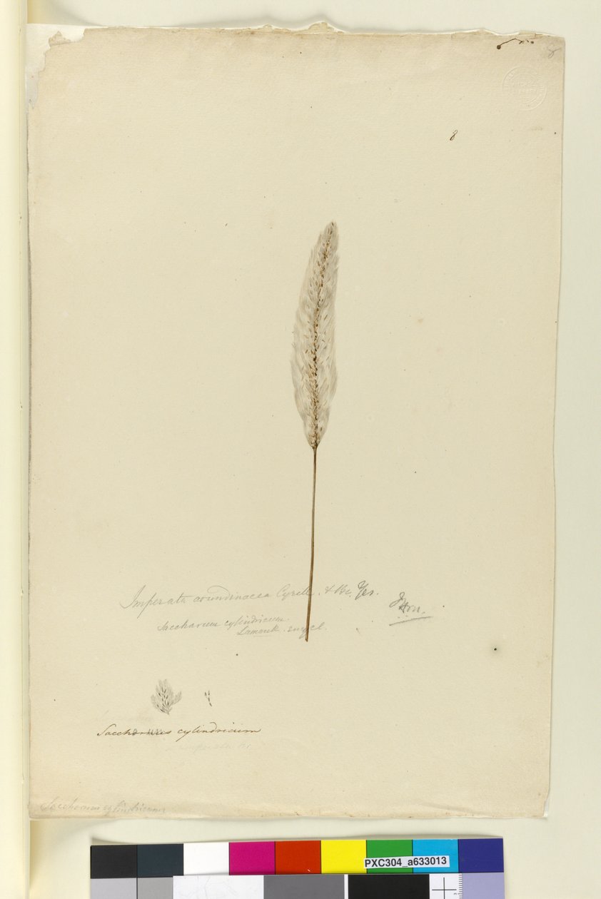 صفحة 8. Imperata arundinacea syn. اسطوانة Saccharum ، c.1803-06 (مرحاض ، قلم حبر وقلم رصاص) بواسطة جون وليام لوين