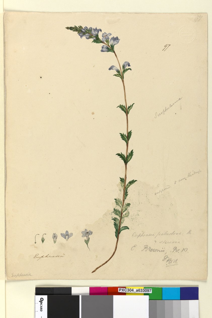 صفحة 97. Euphrasia paludosa، c.1803-06 (مرحاض ، قلم حبر ، قلم رصاص) بواسطة جون وليام لوين