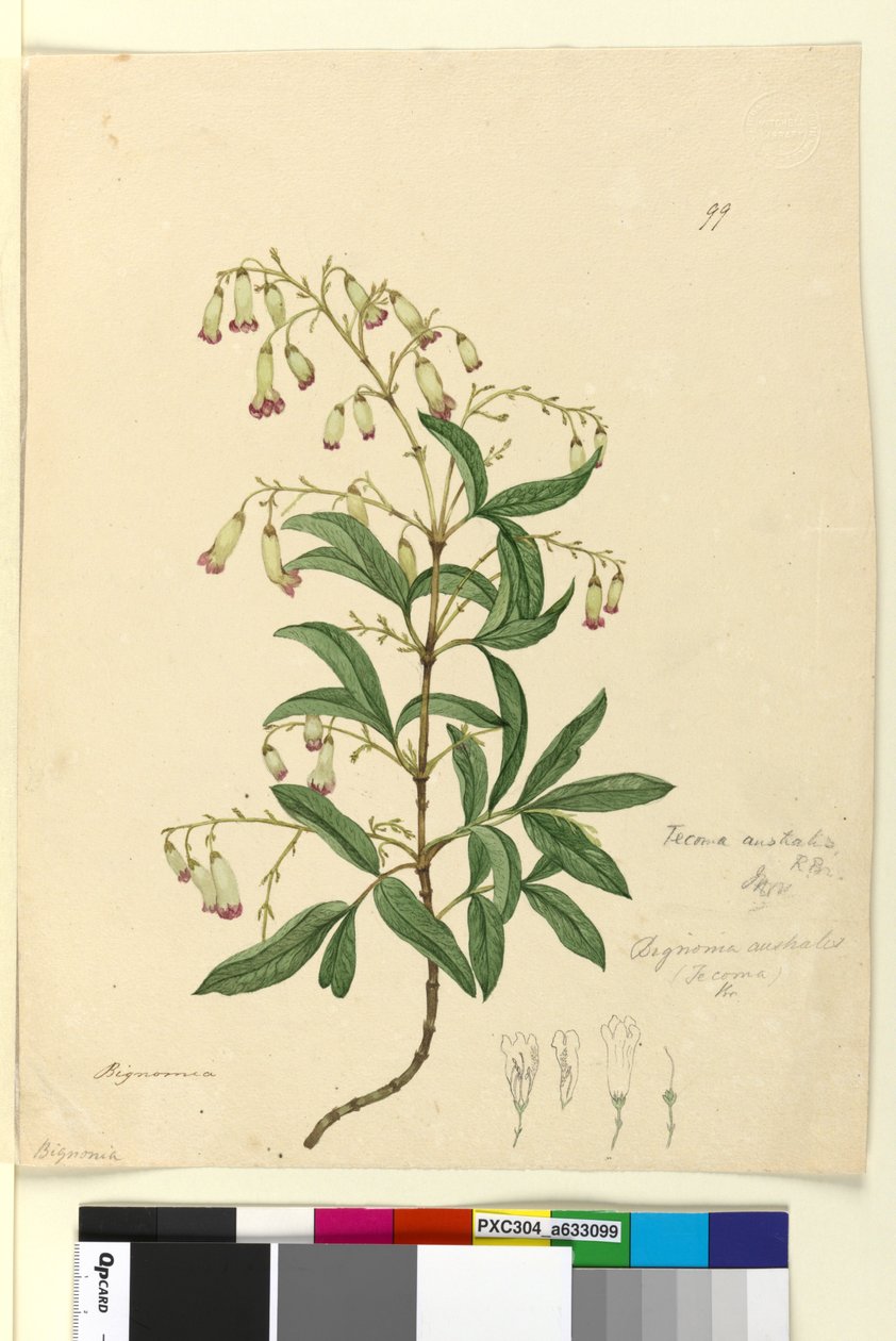 الصفحة 99. Bignonia australisPandorea pandorana، c.1803-06 (مرحاض وقلم وحبر وقلم رصاص) بواسطة جون وليام لوين