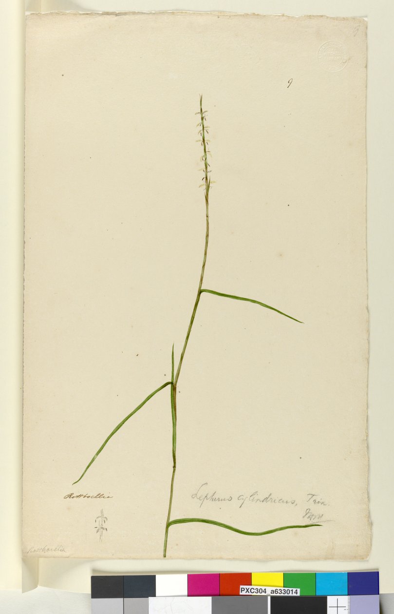 الصفحة 9. Lepturus cylindricus ، c.1803-06 (مرحاض ، قلم حبر ، قلم رصاص) بواسطة جون وليام لوين