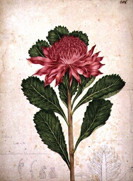 Waratah ، telopea speciosissima بواسطة جون وليام لوين