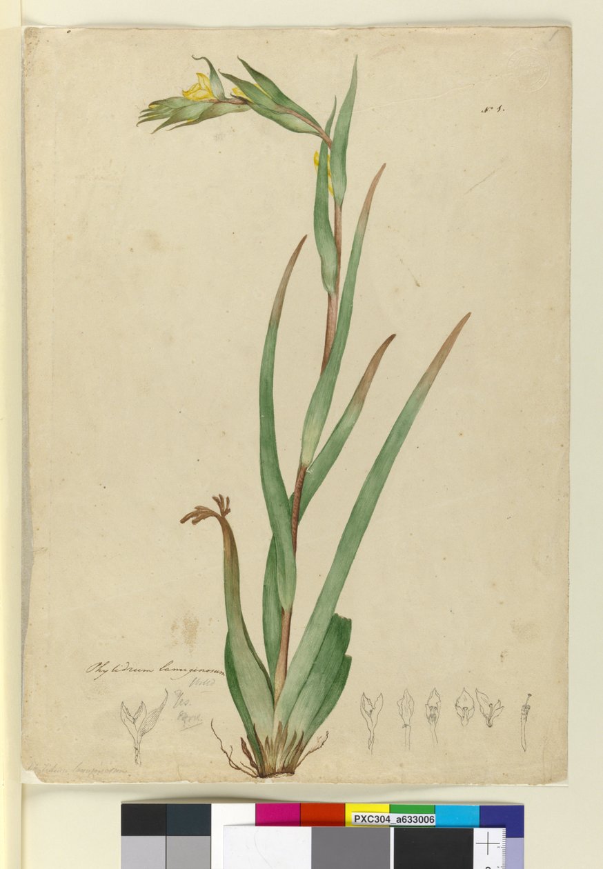 ل. Phylidrum lanuginosum ، c.1803-06 (مرحاض ، قلم حبر ، قلم رصاص) بواسطة جون وليام لوين