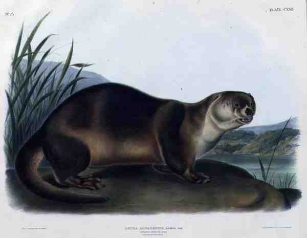 Lutra Canadensis أو Lataxina Mollis (Canada Otter) ، اللوحة 122 من "Quadrupeds of North America" ، نقشها John T. Bowen (1801-c.1856) بواسطة جون وودهاوس (بعد) أودوبون