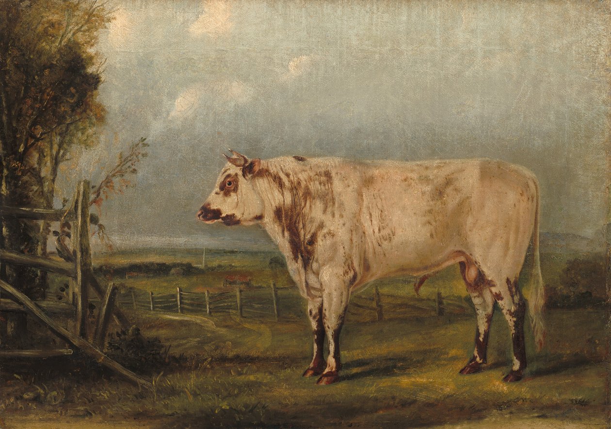 يونغ بول ، ج. 1849. بواسطة جون وودهاوس أودوبون