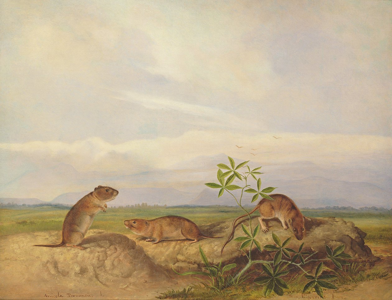 Townsend&39;s Meadow Mouse و Meadow Vale و Swamp Rice Rat (أو Rice Meadow House) بواسطة جون وودهاوس أودوبون
