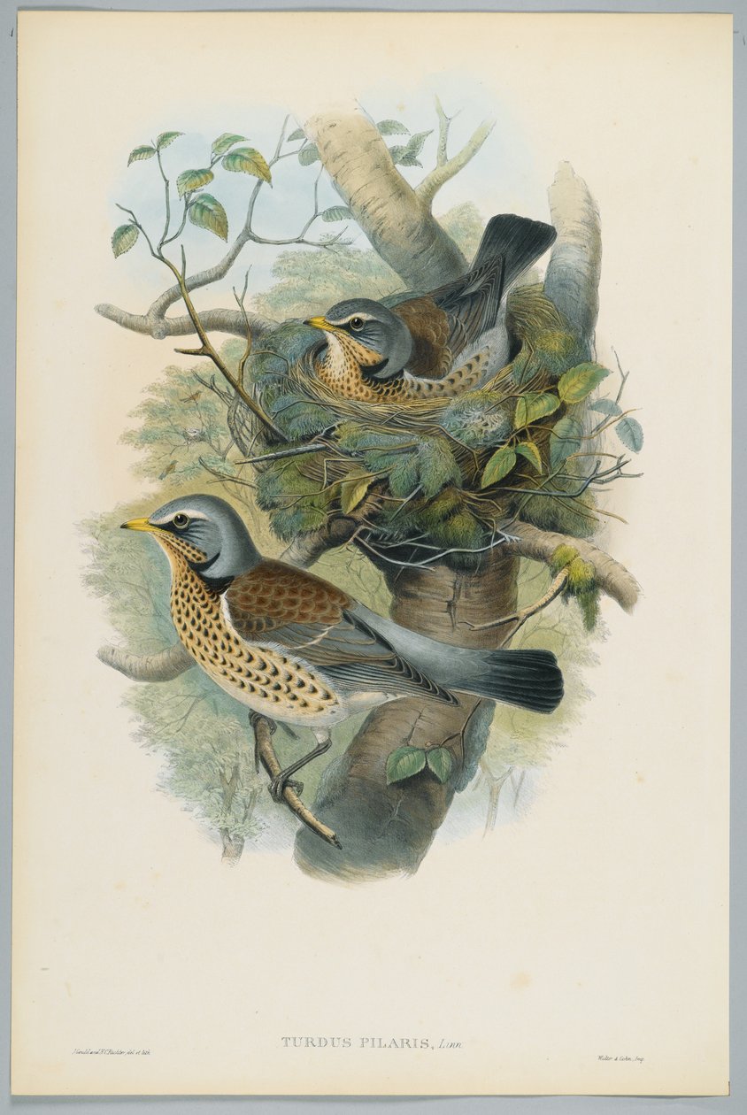 Turdus Pilarus - عرعر العرش ، محفورة بواسطة HC Richter بواسطة جون بعد غولد