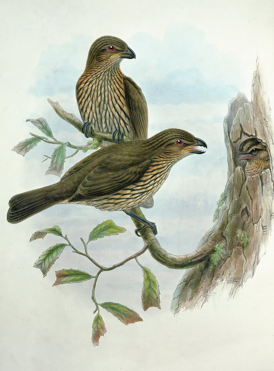Ailuroedus Dentirostris ، Catbird المفترس الأسنان بواسطة جون وهارت ، وليام جولد