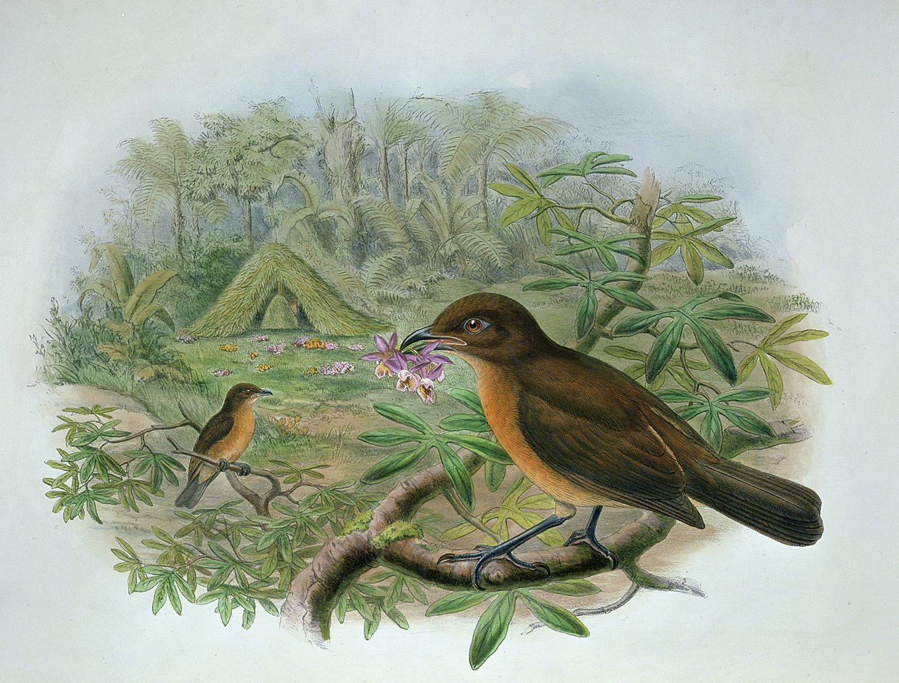 Amblyornis Inornatus ، Vogelkop Gardener Bowerbird بواسطة جون وهارت ، وليام جولد