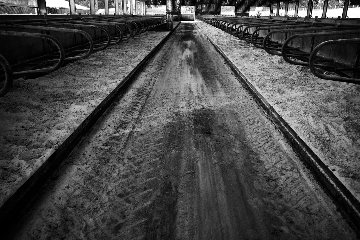 ضيعة جودوود في غرب ساسكس، المملكة المتحدة، 2019 (الصورة) بواسطة جون نيكلسون