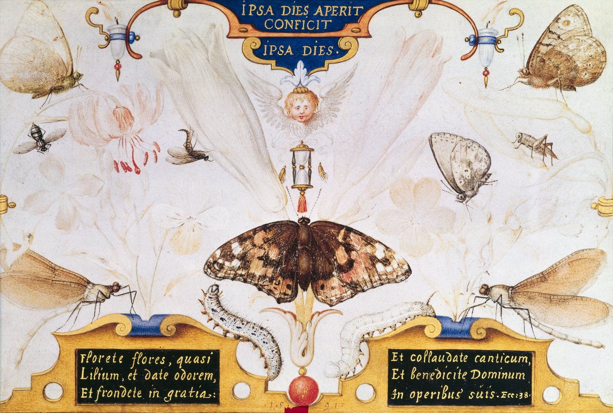 Diptych مع الزهور والحشرات ، 1591 (marouflage والرق على اللوحة) بواسطة جوريس هوفناجل