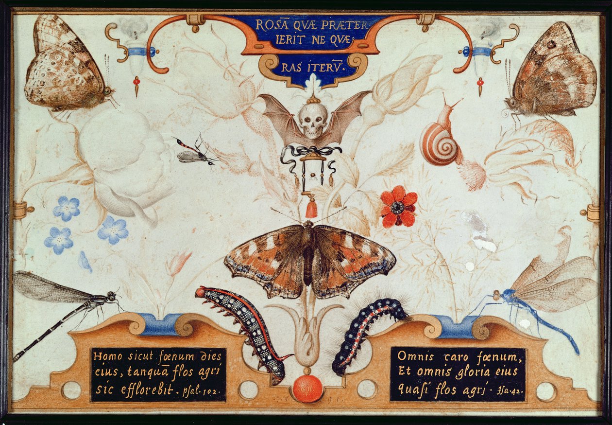 Diptych بالورود والحشرات ، 1591 (marouflage und الرق على اللوحة) بواسطة جوريس هوفناجل