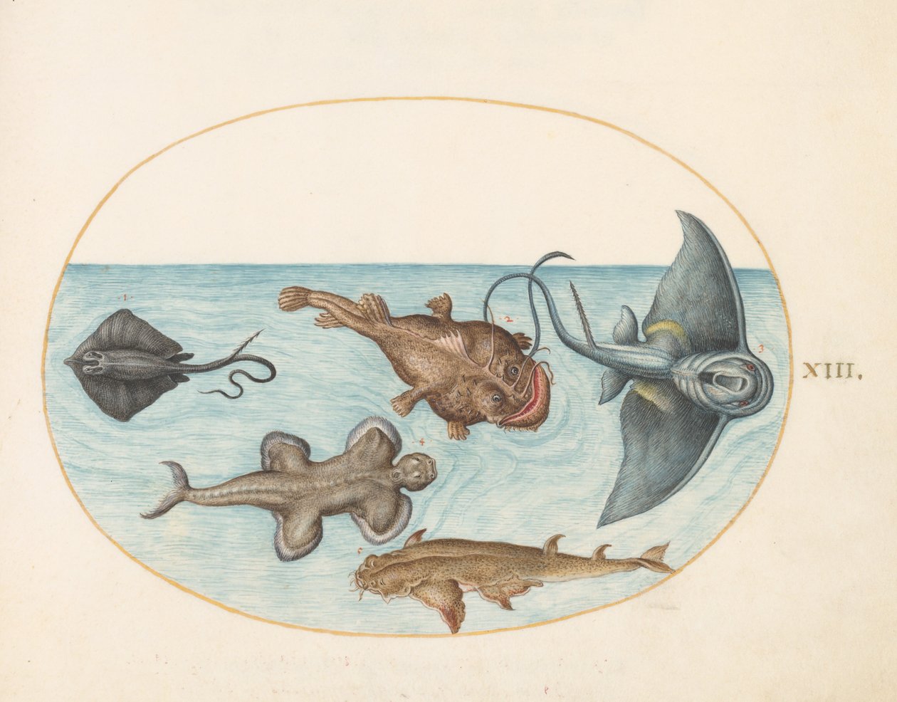 اللوحة 13: سمكة الراي اللساع وسمكة Anglerfish وسمكة الراهب (؟) وسمكة القرش الملاك بواسطة جوريس هوفناجل