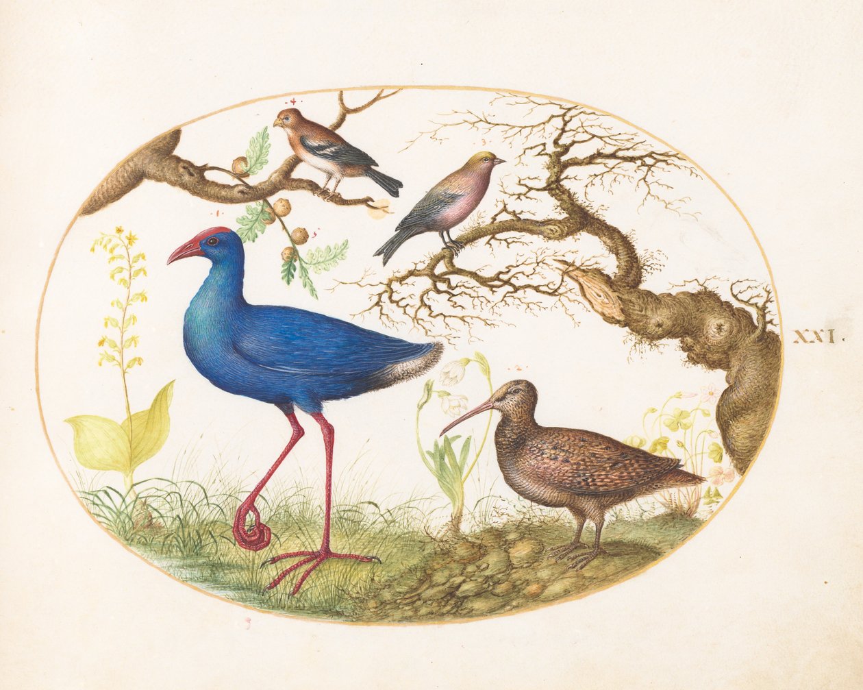 اللوحة 21: دجاجة المستنقع و Woodcock مع Rosefinch مخططة ، و Finch ، و Oak Galls بواسطة جوريس هوفناجل