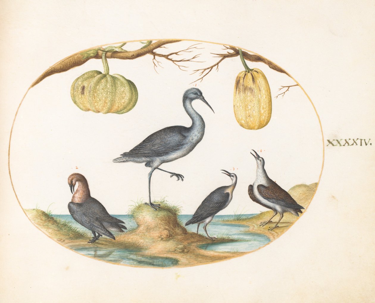 اللوحة 44: Godwit (؟) و Sandpipers مع يقطين بواسطة جوريس هوفناجل