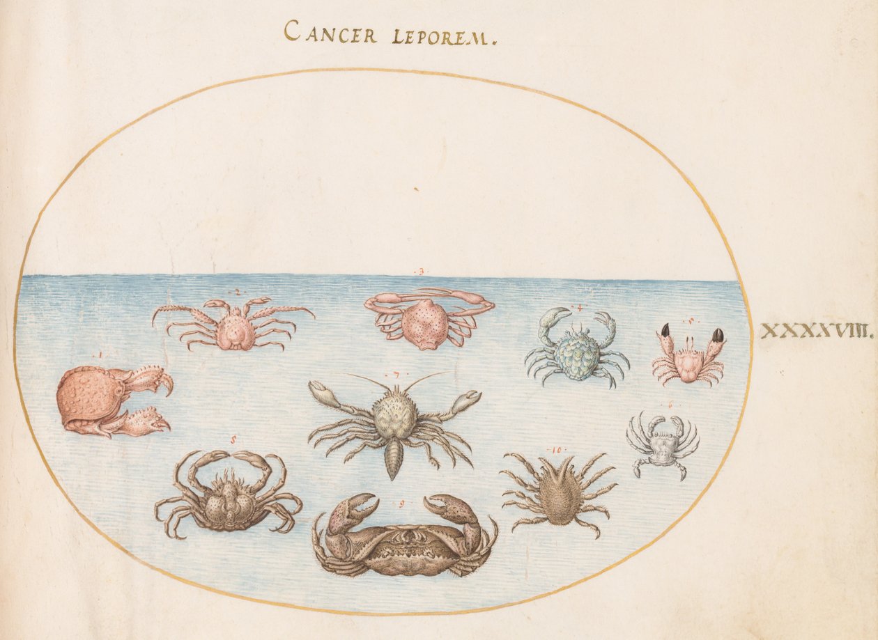 المحار ، c.1575-80 بواسطة جوريس هوفناجل