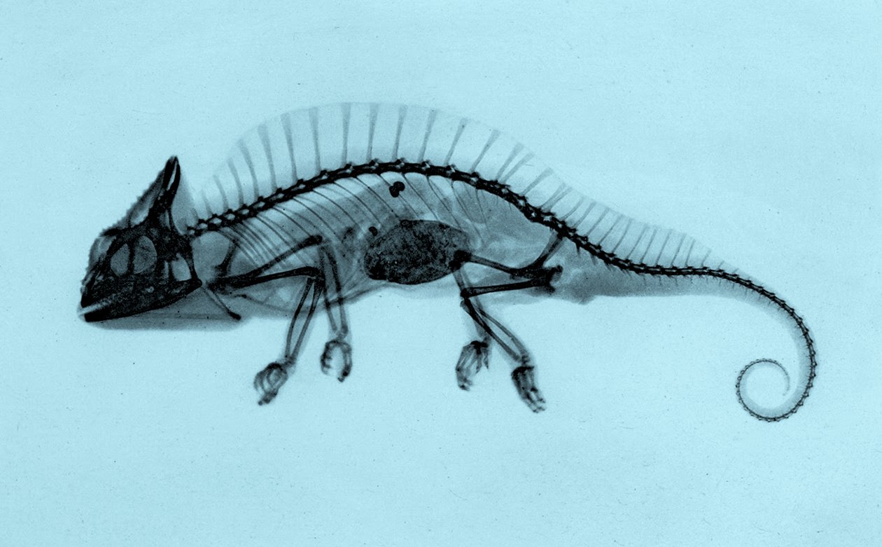 صورة تاريخية بالأشعة السينية لحرباء متوجة (Trioceros cristatus) 1896 (صورة) بواسطة جوزيف ماريا ايدر