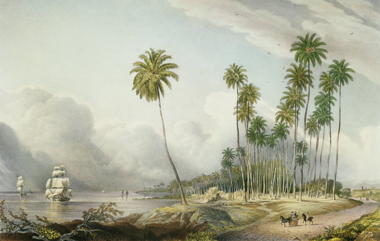 Cocoa Nut Walk on the Coast ، بالقرب من Runaway Bay ، اللوحة 15 من &39;West Indian Scenery: Illustrations of Jamaica&39; ، منقوشة بواسطة الفنان ، الحانة. 1838-40 بواسطة جوزيف بارثولوميو كيد