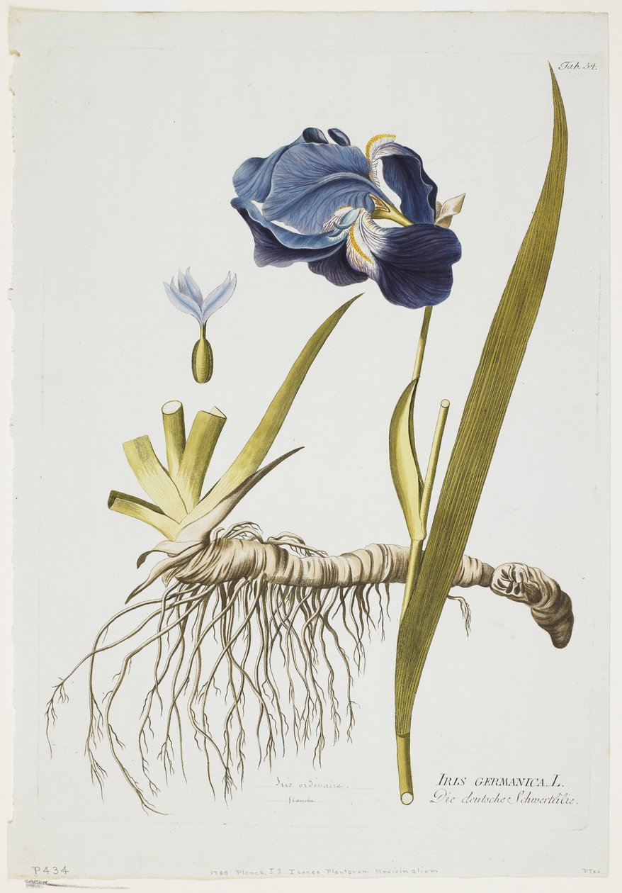 القزحية الألمانية ، من الأيقونات Plants Medicinalium ، 1788-1812 (النقش اليدوي) بواسطة جوزيف يعقوب بلينك